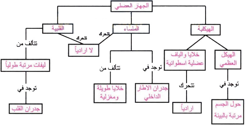 الخريطة المفاهيمية للجهاز العضلي
