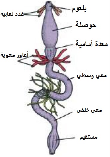 القناة الهضمية في الصرصر