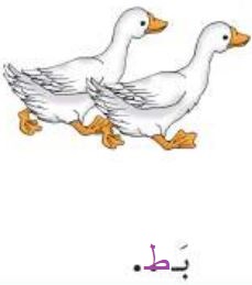 بط