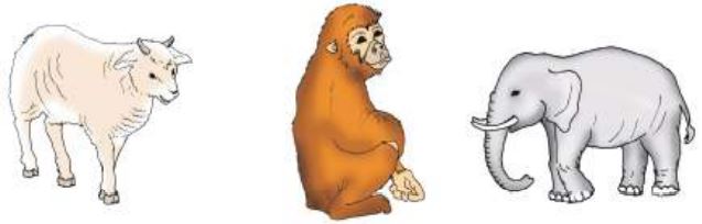 صورة