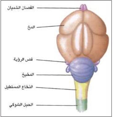 دماغ الحمامة