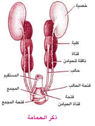 الجهاز البولي التناسلي في ذكر الحمامة