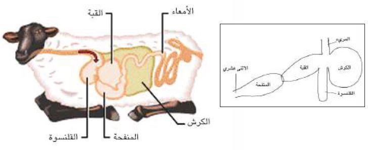 معدة المجترات