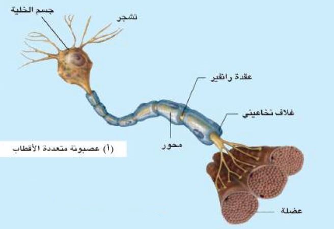 الخلية العصبية الحركية متعددة الأقطاب