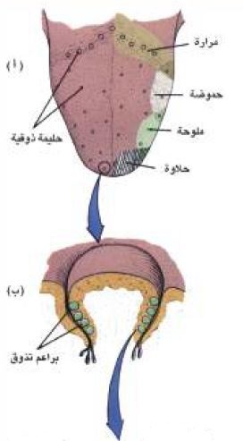 مستلمات الذوق في الإنسان