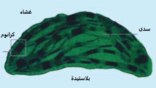 البلاستيدة
